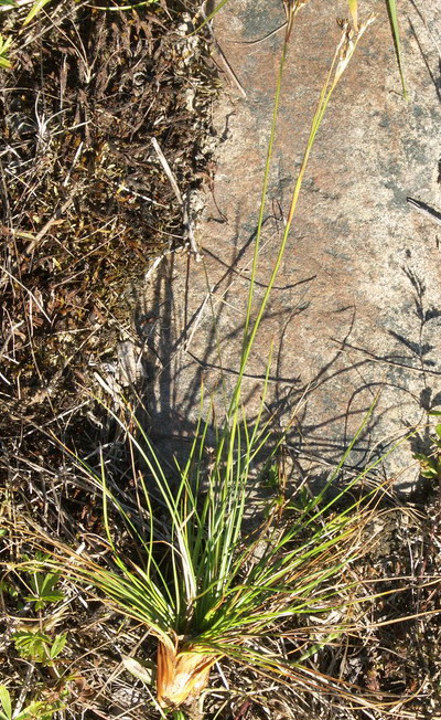 Image of Juncus squarrosus specimen.