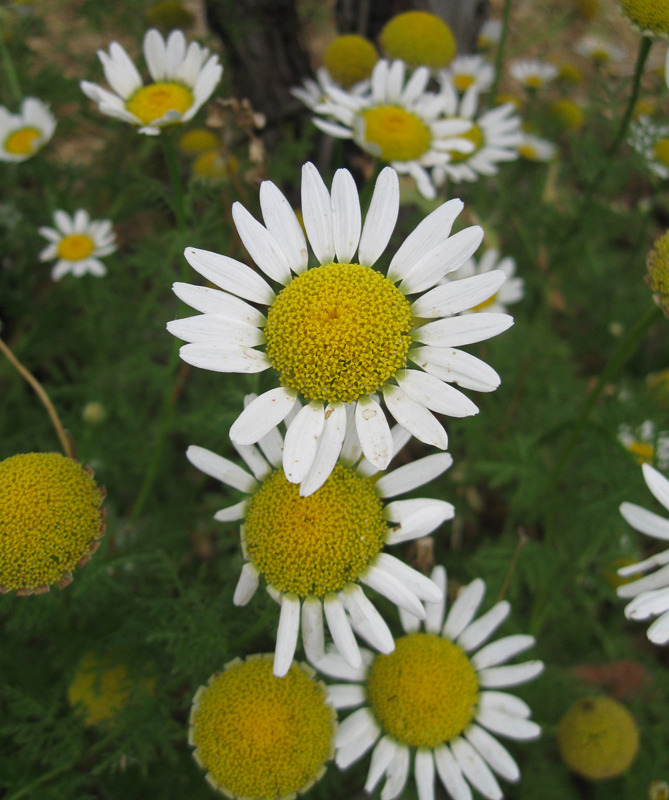 Image of Anthemis dumetorum specimen.