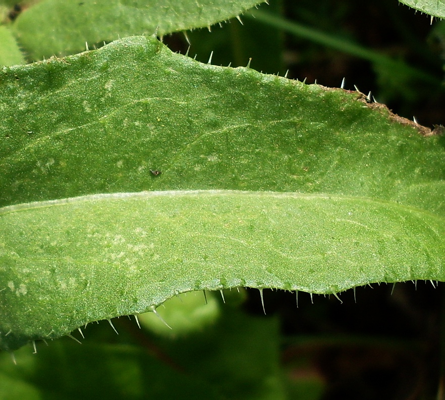 Image of Picris hieracioides specimen.