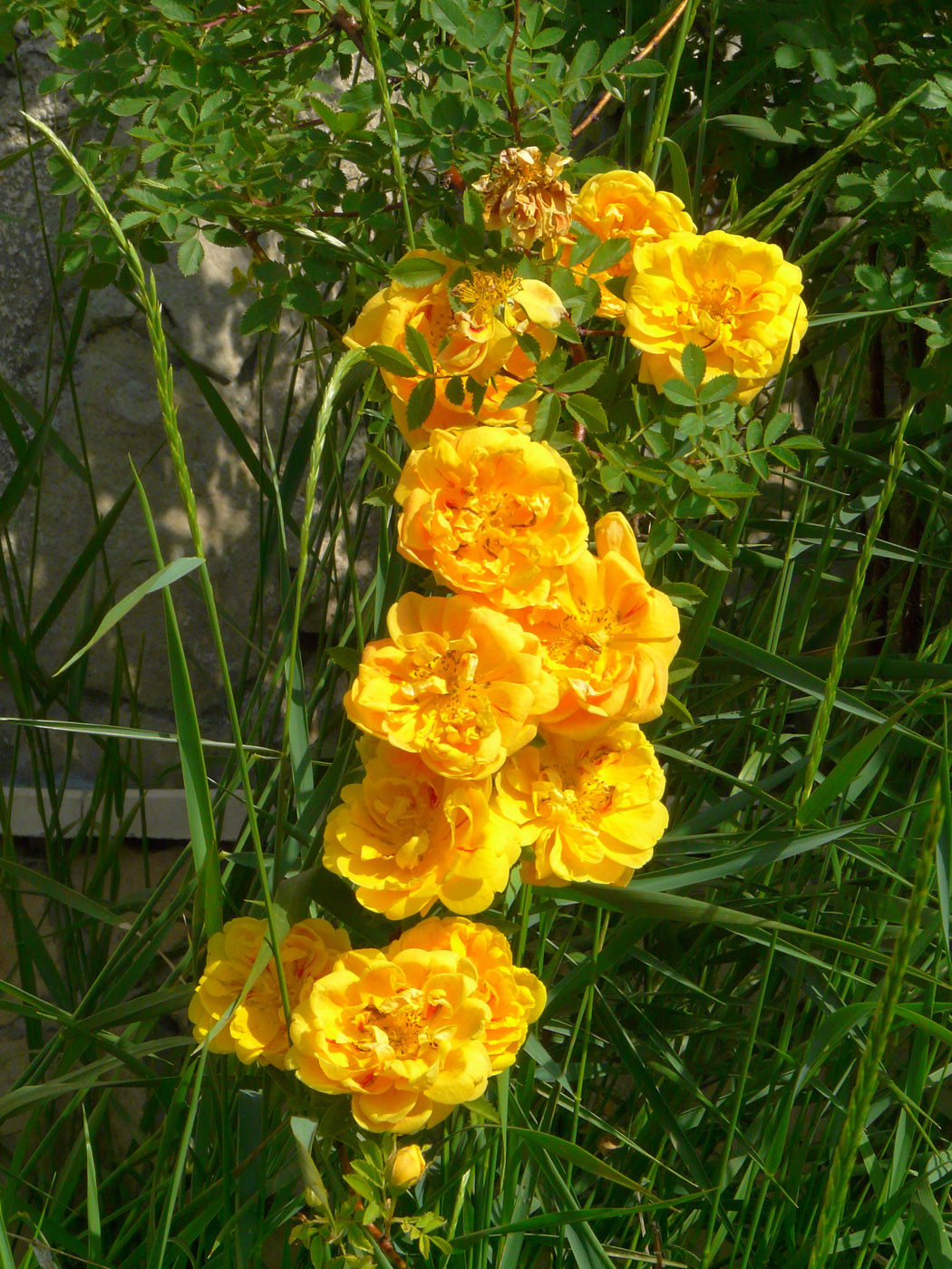 Image of Rosa foetida specimen.