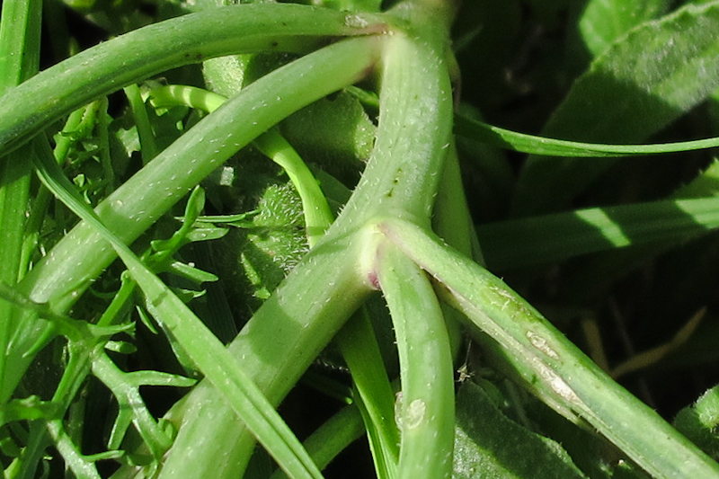 Image of Erucaria hispanica specimen.