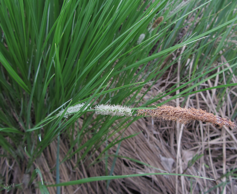 Изображение особи Carex cespitosa.