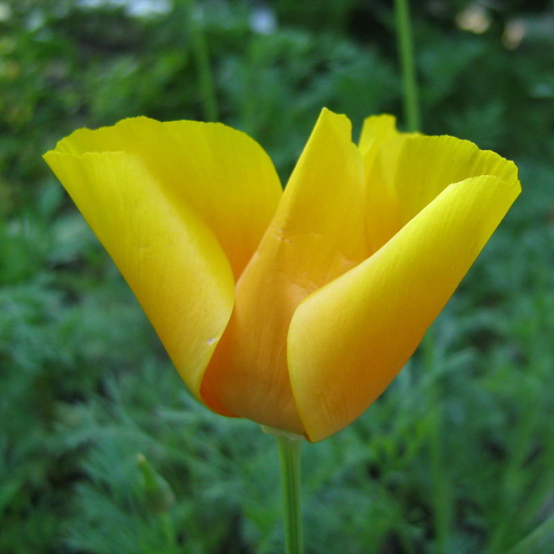 Изображение особи Eschscholzia californica.