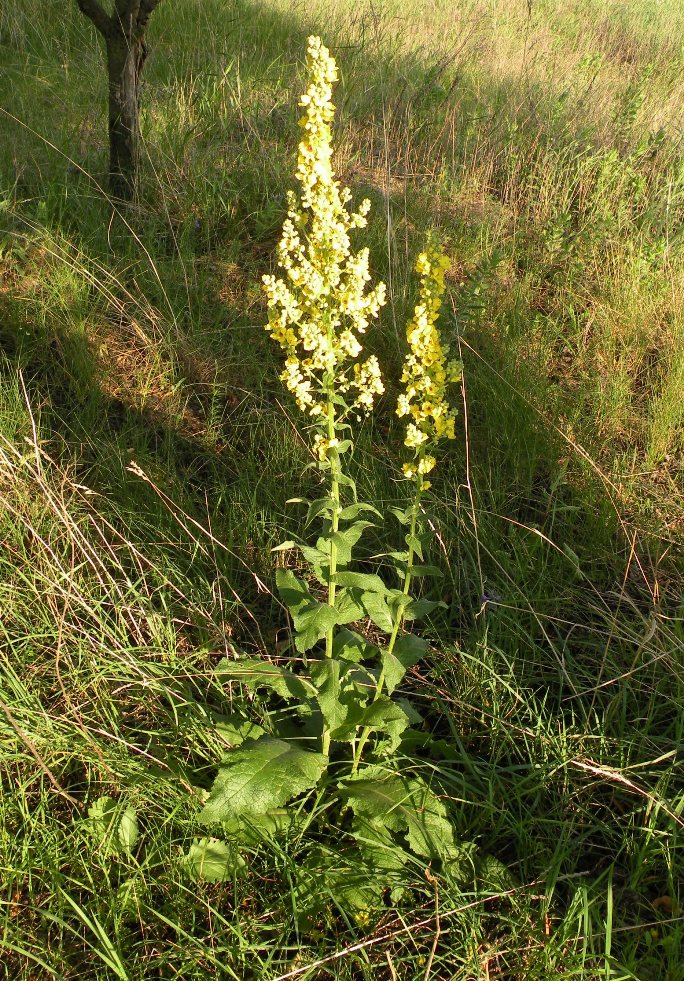 Image of Verbascum marschallianum specimen.