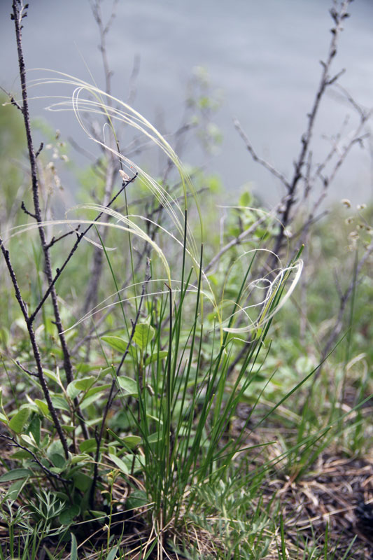 Image of genus Stipa specimen.