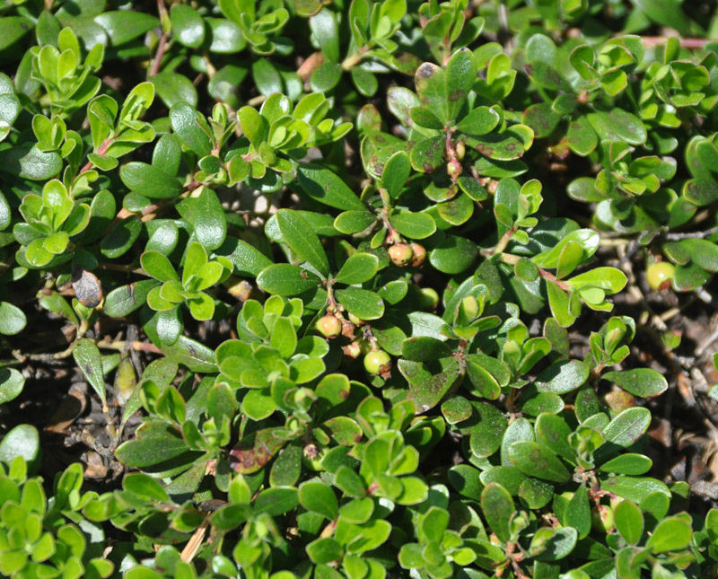 Изображение особи Arctostaphylos uva-ursi.