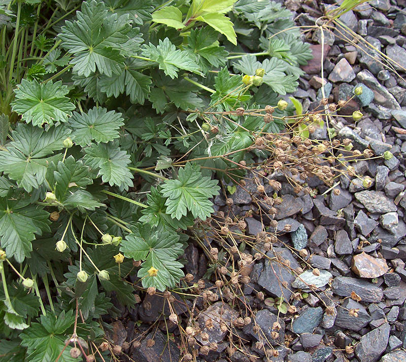 Image of Potentilla intermedia specimen.