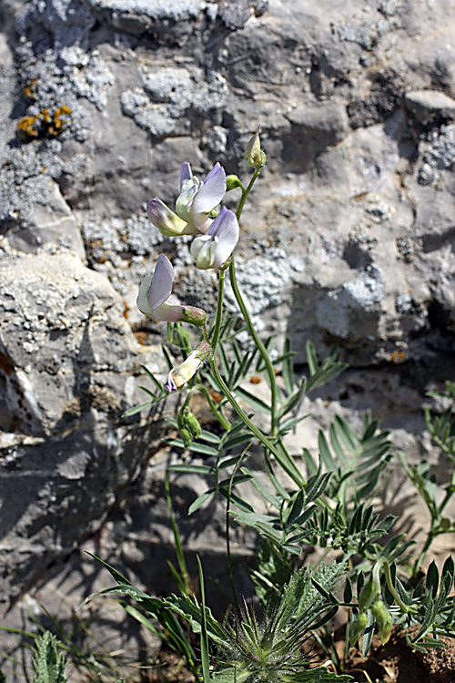 Изображение особи Vicia subvillosa.