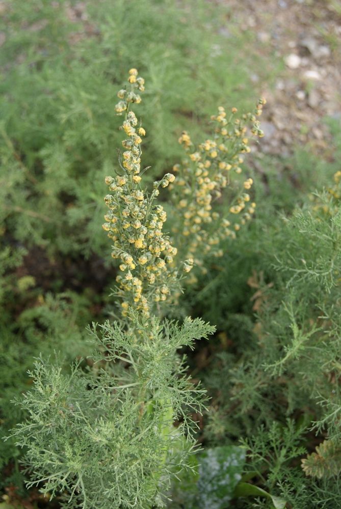 Изображение особи Artemisia adamsii.