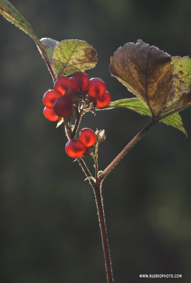 Image of Rubus saxatilis specimen.