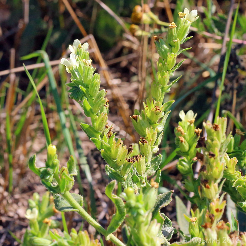 Image of Anchusa ochroleuca specimen.