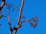 Sorbus aucuparia