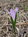 Bulbocodium versicolor. Цветущее растение. Украина, г. Запорожье, о-в Хортица. 07.04.2012.