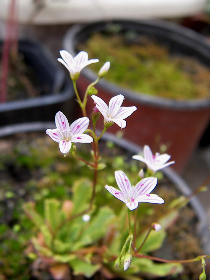 Image of Lewisia cantelovii specimen.