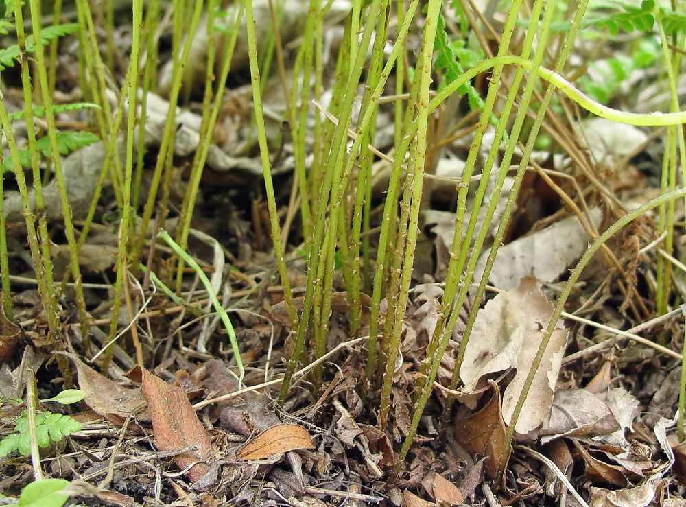 Image of Phegopteris connectilis specimen.