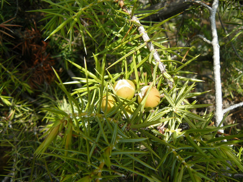 Image of Juniperus deltoides specimen.