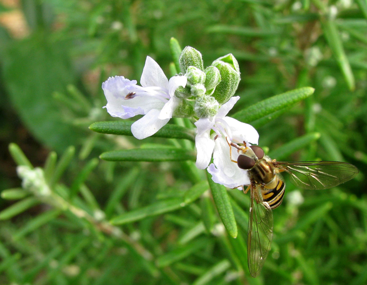 Image of Rosmarinus officinalis specimen.