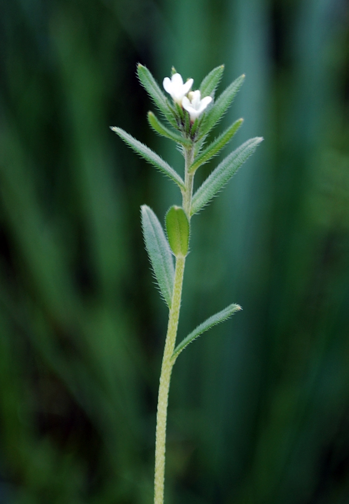 Image of Buglossoides arvensis specimen.