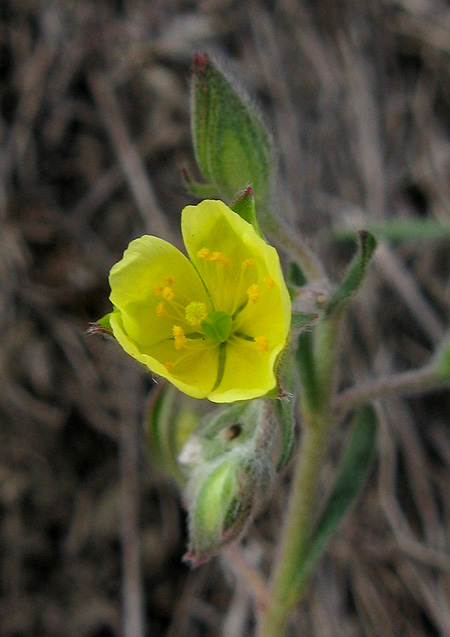 Изображение особи Helianthemum salicifolium.