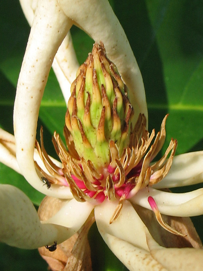 Image of Magnolia tripetala specimen.