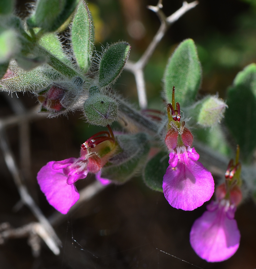 Изображение особи Teucrium divaricatum.