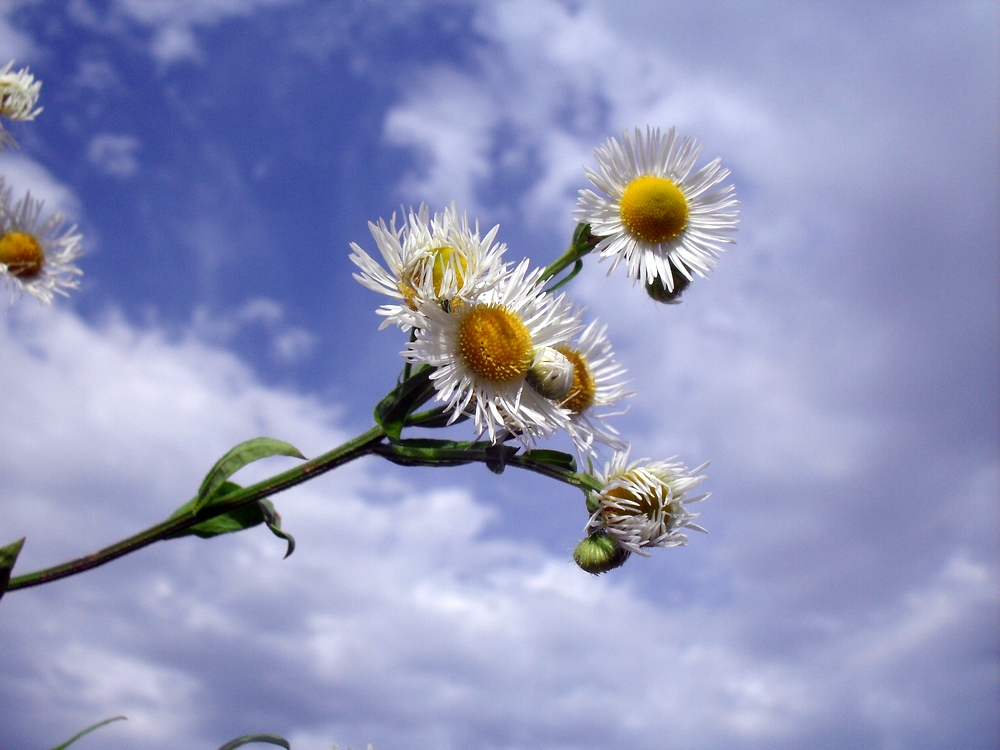 Image of Erigeron annuus specimen.