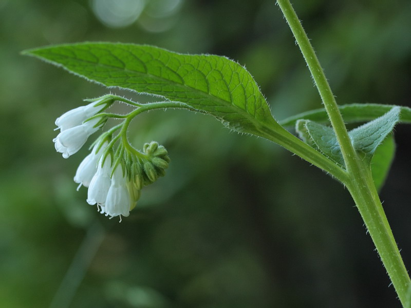 Image of Symphytum &times; uplandicum specimen.