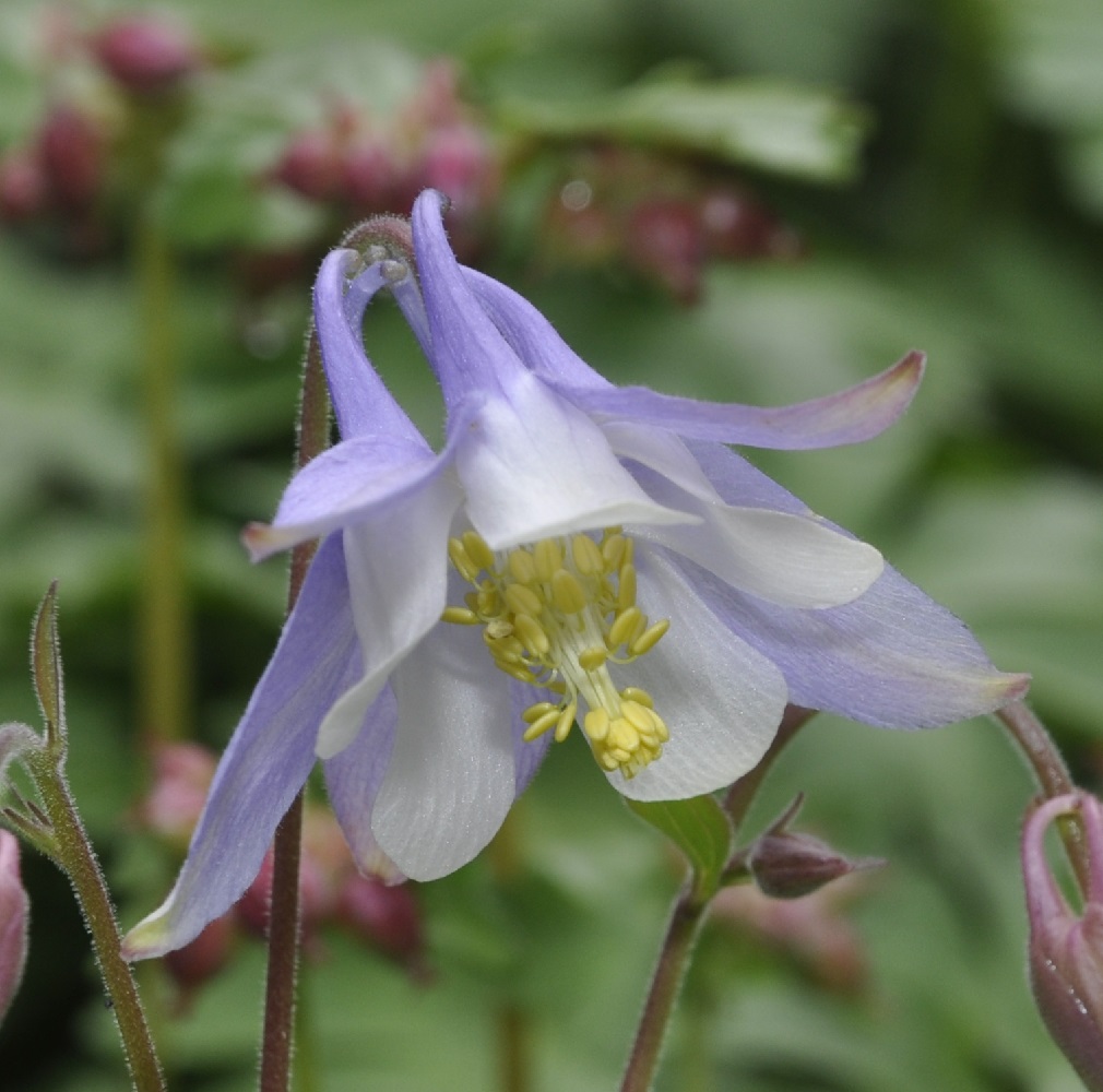 Image of Aquilegia ottonis ssp. amaliae specimen.