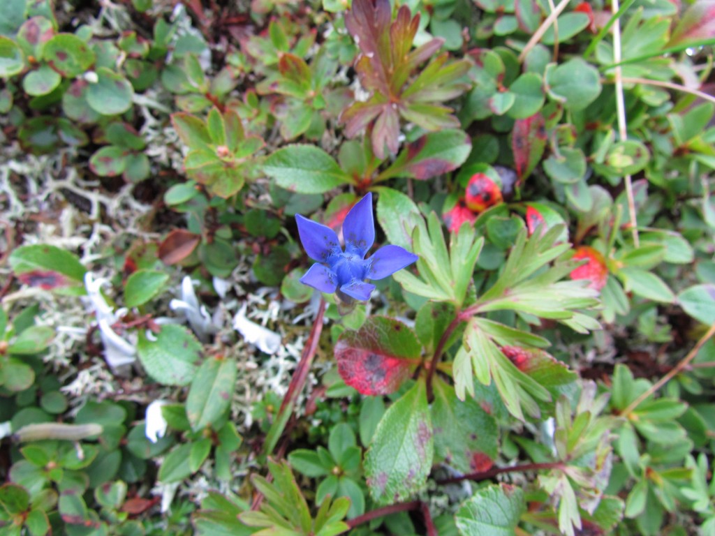 Image of Gentiana jamesii specimen.