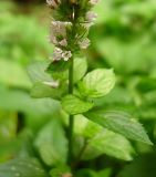 Смотреть изображение Mentha × piperita