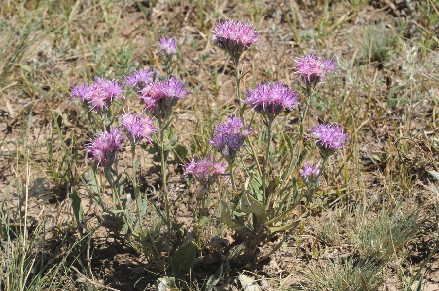 Image of Saussurea ninae specimen.