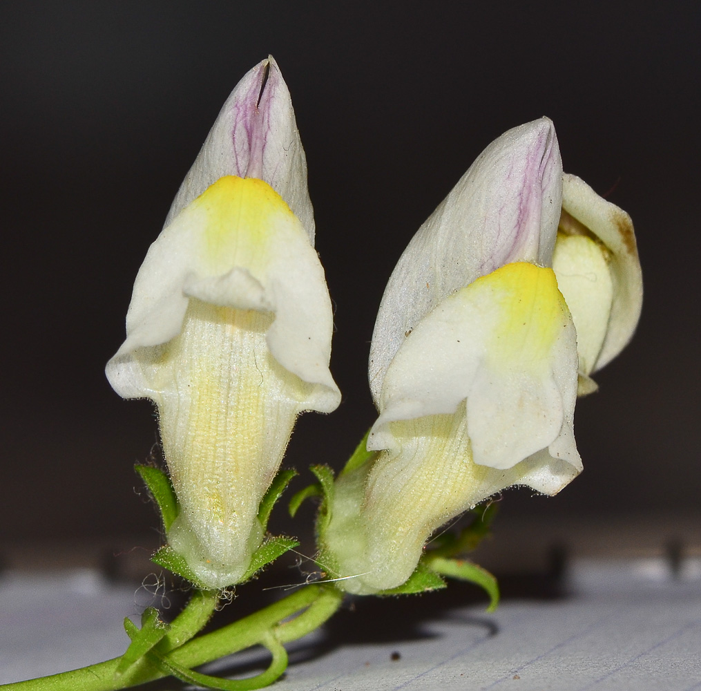 Изображение особи Antirrhinum siculum.