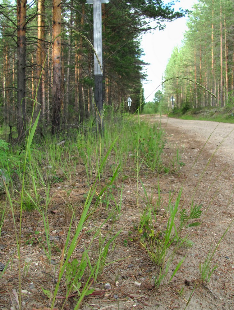 Изображение особи Elymus fibrosus.