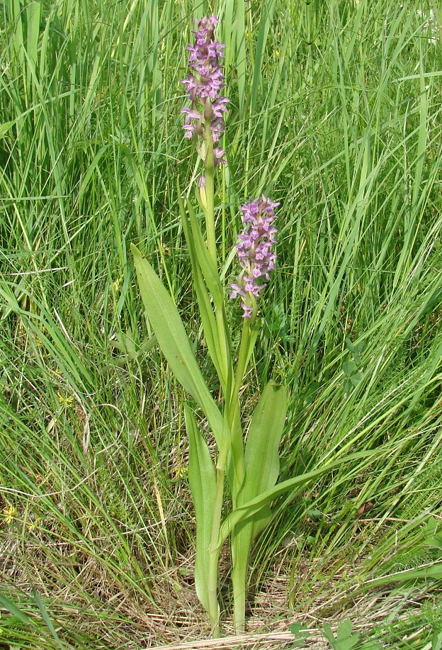 Изображение особи Dactylorhiza incarnata.