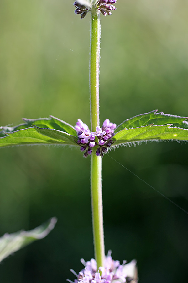 Изображение особи Mentha &times; interrupta.