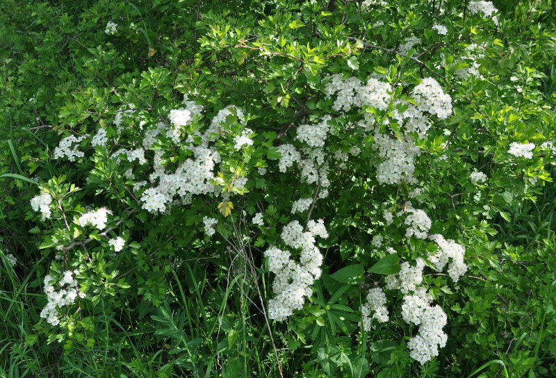 Image of Crataegus monogyna specimen.