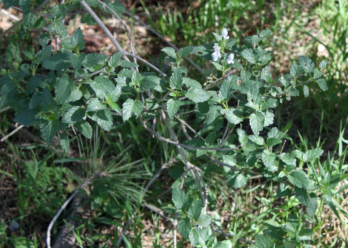 Image of Prasium majus specimen.