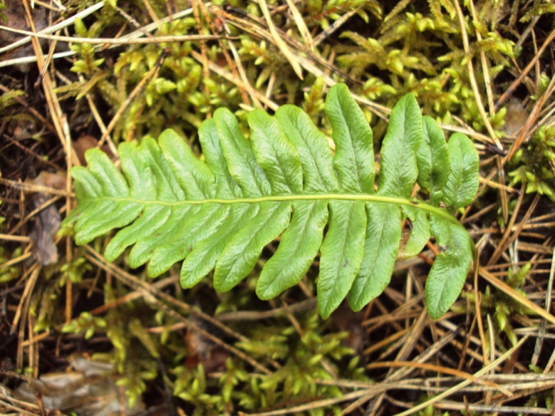 Image of Polypodium vulgare specimen.