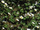 Ranunculus peltatus. Цветущие растения в стоячем водоеме. Нидерланды, провиниция Гронинген, Хогезанд. Апрель 2007 г.