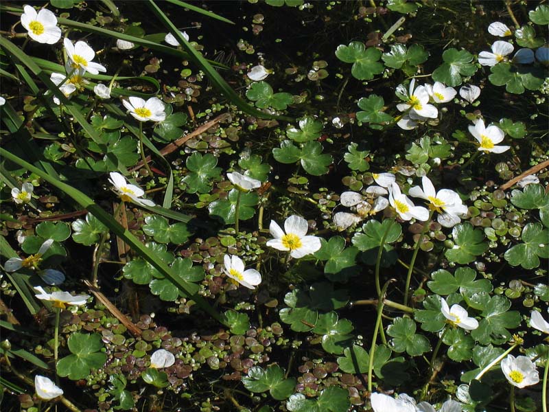 Изображение особи Ranunculus peltatus.