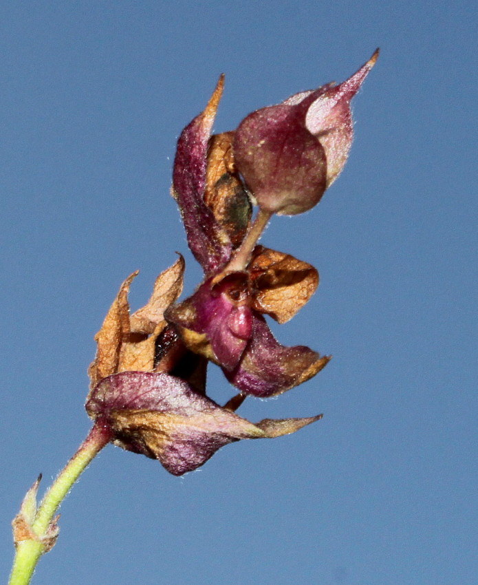 Image of Leycesteria formosa specimen.