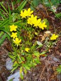 Saxifraga hirculus