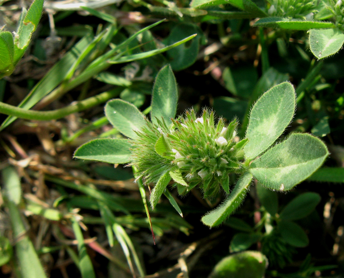 Image of Trifolium scabrum specimen.