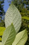 Pterostyrax hispidus. Листья (видна их нижняя сторона). Германия, г. Дюссельдорф, Ботанический сад университета. 02.06.2014.