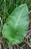 Rumex lapponicus. Прикорневой лист. Кольский п-ов, Восточный Мурман, Дальние Зеленцы, сырой береговой откос губы Дальнезеленецкая. 16.07.2014.