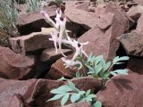 Corydalis schanginii. Цветущее растение. Казахстан, Чу-Илийские горы, пер. Кордай. 14 апреля 2014 г.