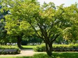 Acer palmatum. Взрослое растение. Германия, г. Бонн, городской сад (Stadtgarten). Июль 2014 г.