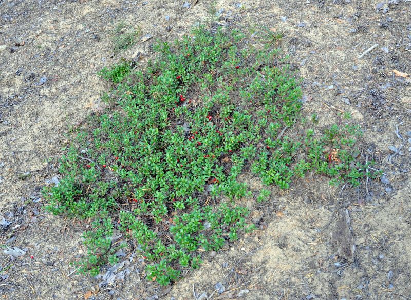 Image of Arctostaphylos uva-ursi specimen.