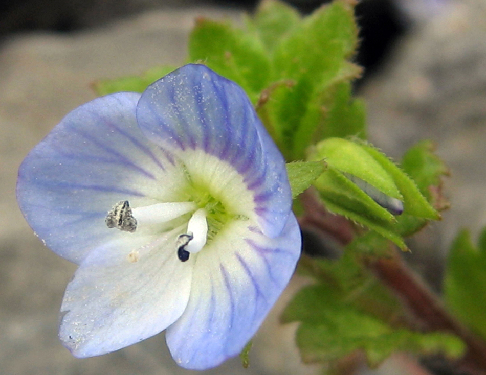 Image of Veronica persica specimen.