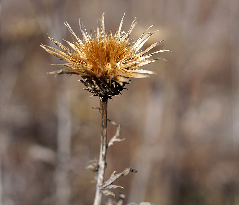 Image of familia Asteraceae specimen.